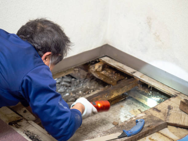 Best Attic Mold Remediation in Massanutten, VA