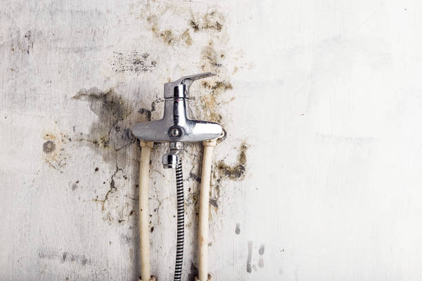 Best Residential Mold Remediation in Massanutten, VA