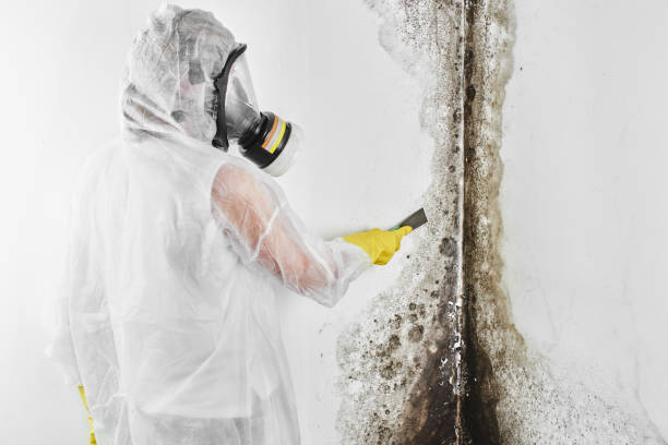 Best Mold Remediation for Specific Building Types in Massanutten, VA