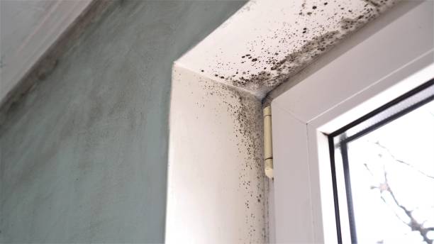Best Post-Remediation Services in Massanutten, VA