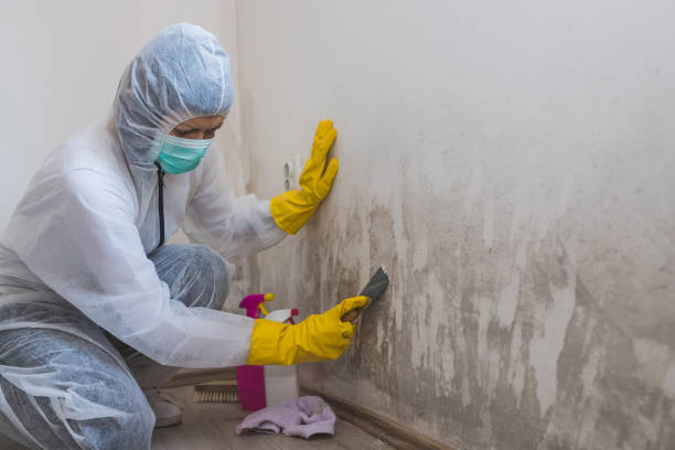 Best Bathroom Mold Remediation in Massanutten, VA