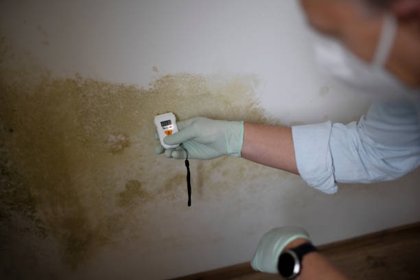 Massanutten, VA Mold Remediation Company