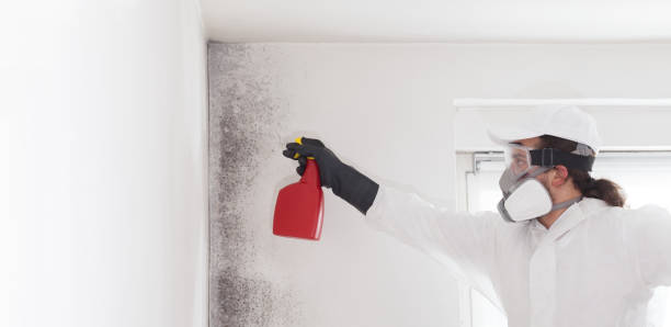 Best Attic Mold Remediation in Massanutten, VA