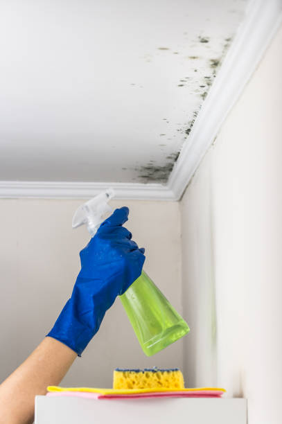 Best Residential Mold Remediation in Massanutten, VA