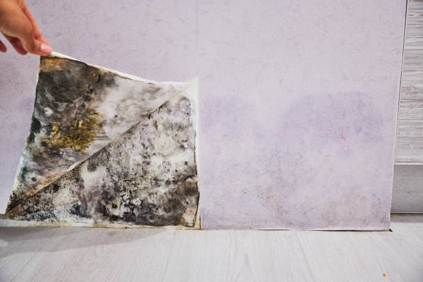 Best Localized Mold Remediation (e.g., coastal areas, humid climates) in Massanutten, VA